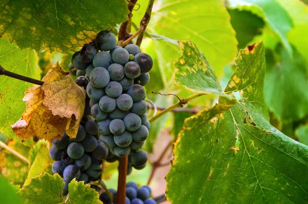 Uvas frescas saborosas — Fotografia de Stock