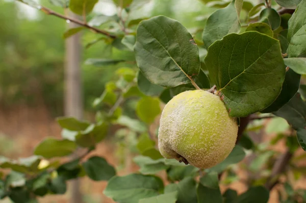 Apple quince — Stock Photo, Image