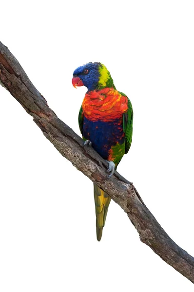 Cloreto de arco-íris, papagaio australiano — Fotografia de Stock