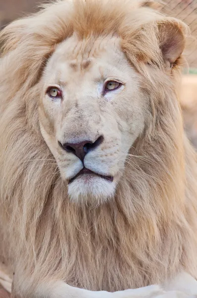 Lion portrait — Zdjęcie stockowe