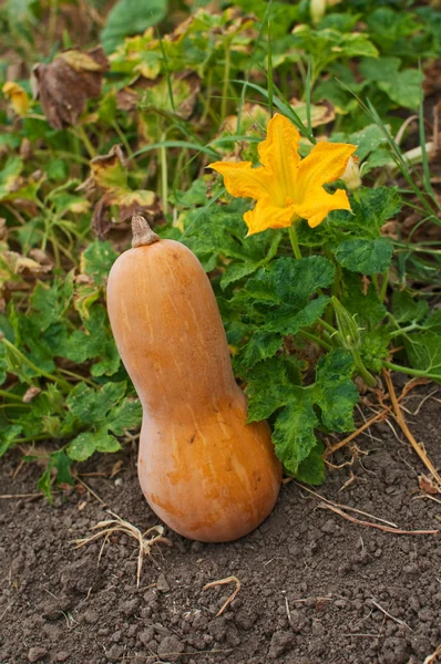 Pumpkins — Stock Photo, Image