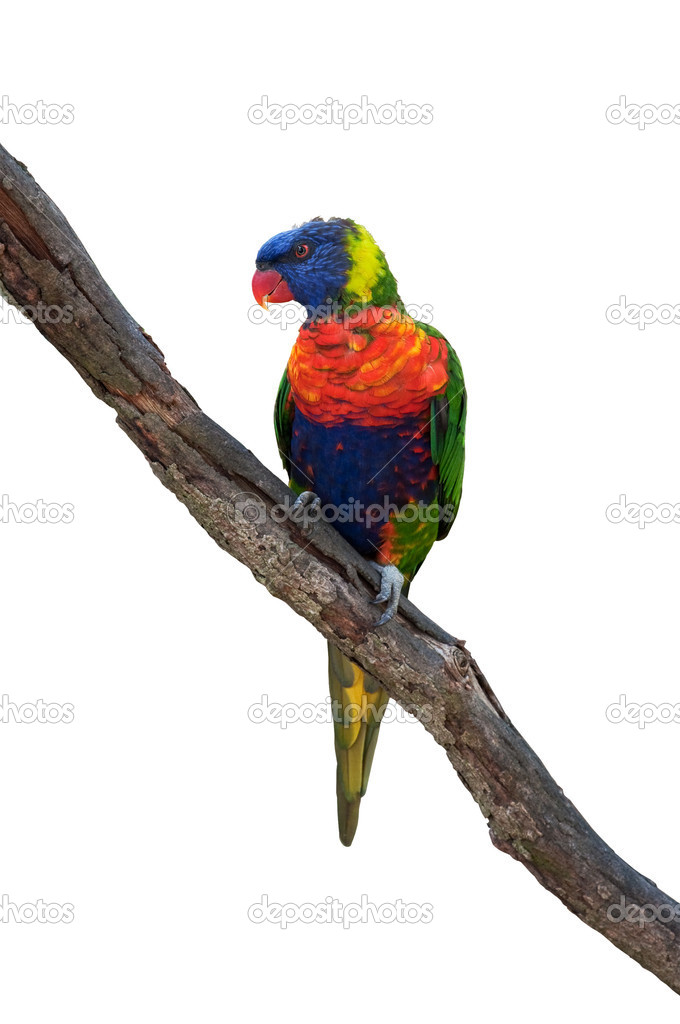 Rainbow lorikeet, australian parrot