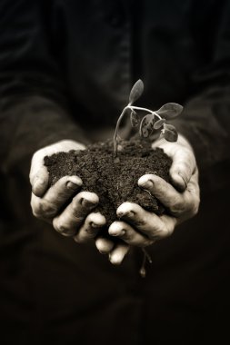 ellerinde tarım işçisi ölü bitki