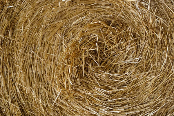 Hay close up — Stock Photo, Image