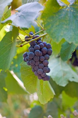 lezzetli taze üzüm