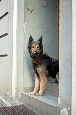 özlem köpek