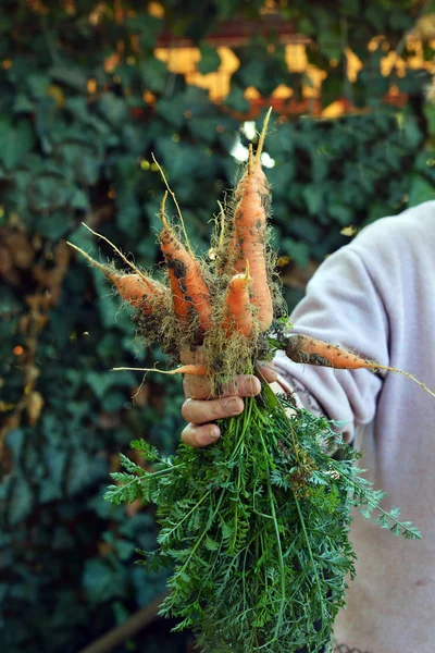 Zanahoria en las manos — Foto de Stock