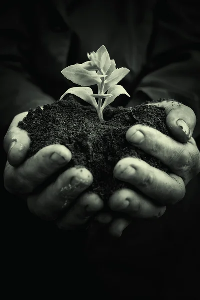 Plant in hands of agricultural worker — Stock Photo, Image