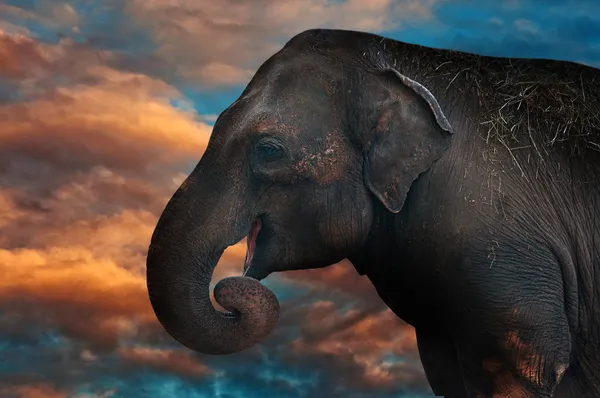Cabeza de elefante —  Fotos de Stock