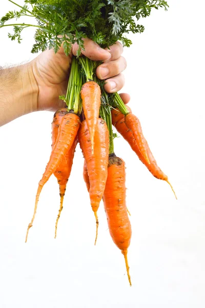 Zanahoria en las manos — Foto de Stock