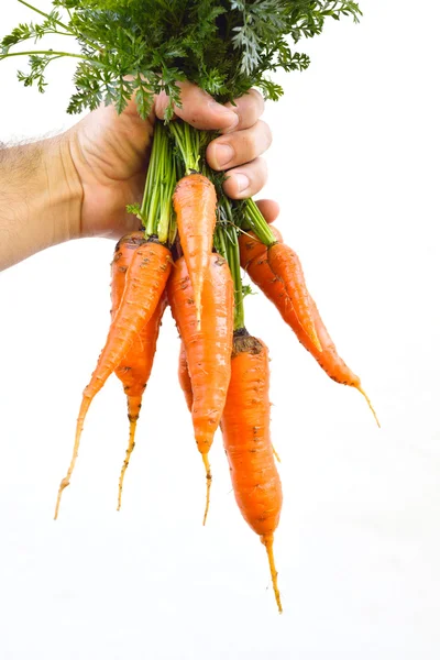 Wortel in handen — Stockfoto