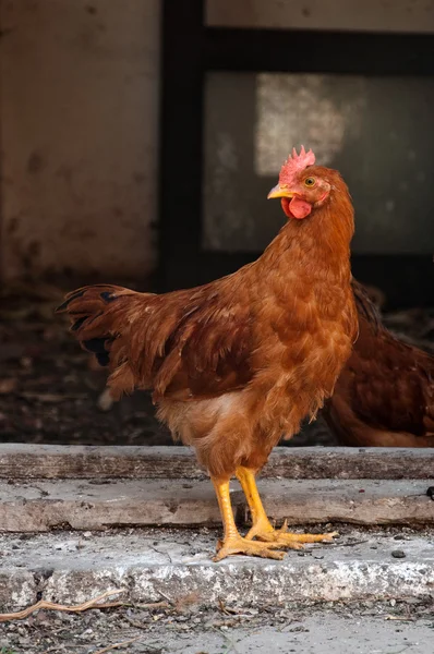 Brown hen — Stock Photo, Image