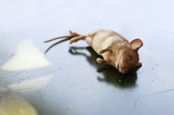 Dead mouse — Stock Photo, Image