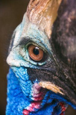 Cassowary göz