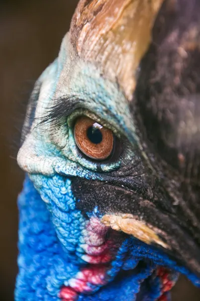 Oko Cassowary — Stock fotografie