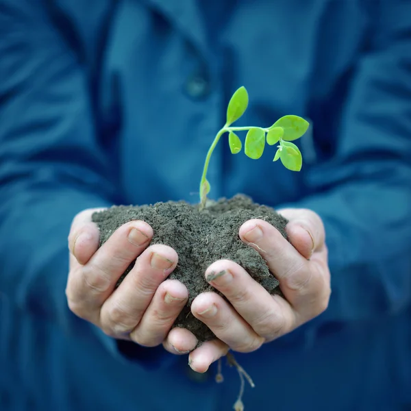 Plant in hands of agricultural worker — Stock Photo, Image