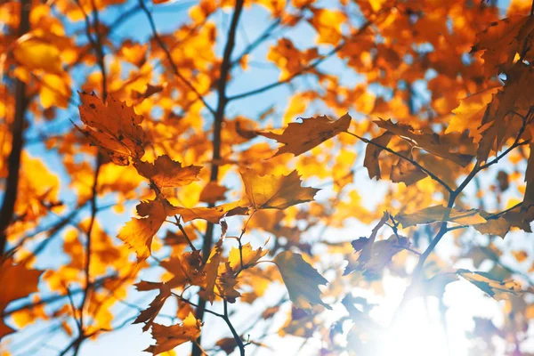 Foglie d'autunno contro il cielo blu — Foto Stock