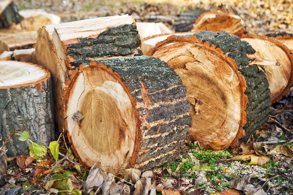 Drewno opałowe biomasy — Zdjęcie stockowe