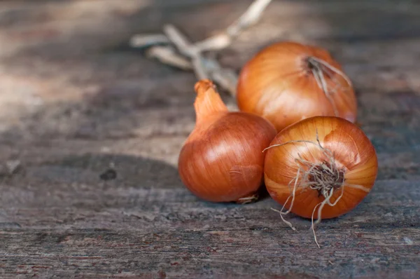 Bunch of onions — Stock Photo, Image