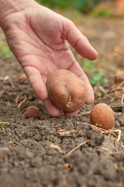 Kartoffeln von Hand pflücken — Stockfoto