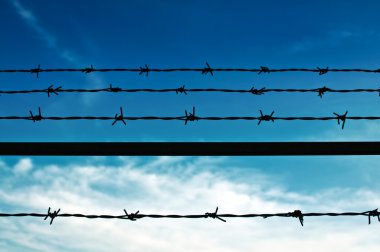 Champ de maïs à la récolte