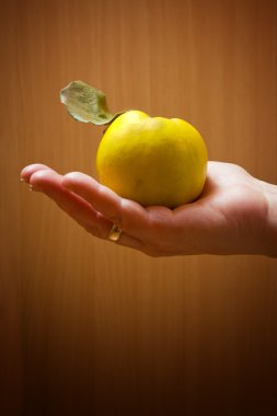 Hand holding apple quince clipart