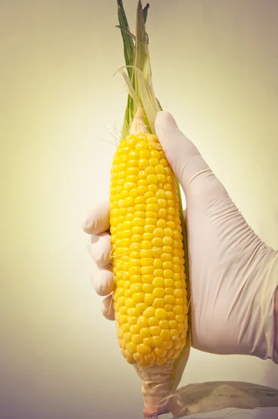 Sweet corn, genetic engineering — Stock Photo, Image