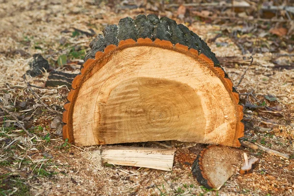 Biomass firewood — Stock Photo, Image