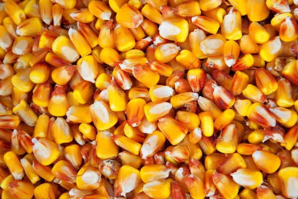 Graines de maïs — Photo