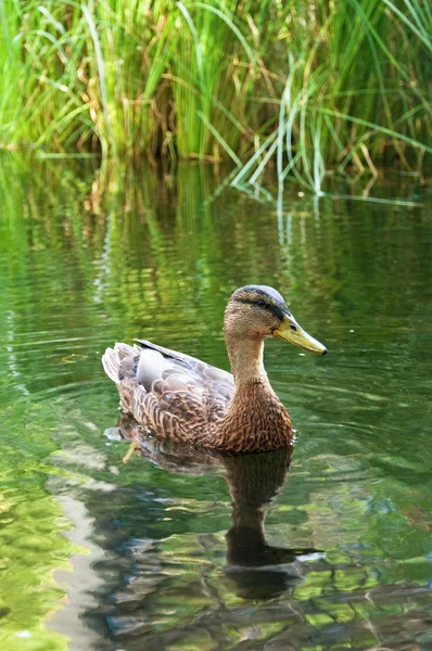 Pato en el estanque —  Fotos de Stock