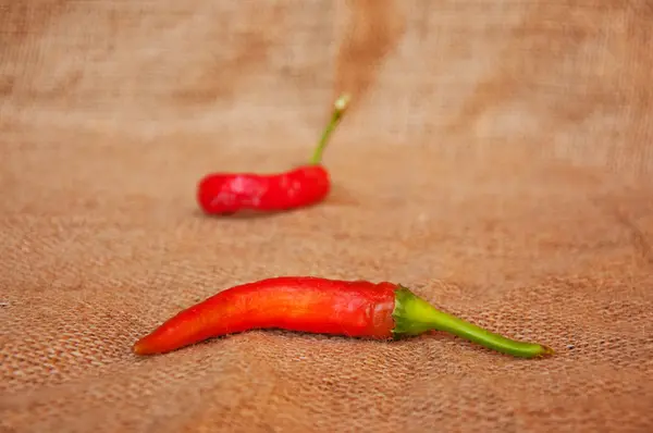 Chilischote — Stockfoto