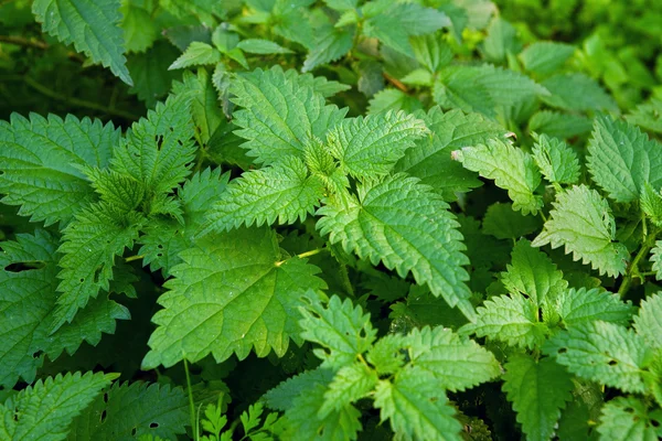 Stinging nettle — Stock Photo, Image