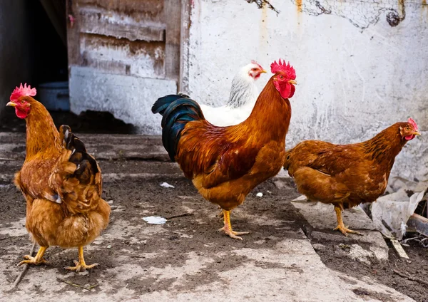 Frango doméstico — Fotografia de Stock