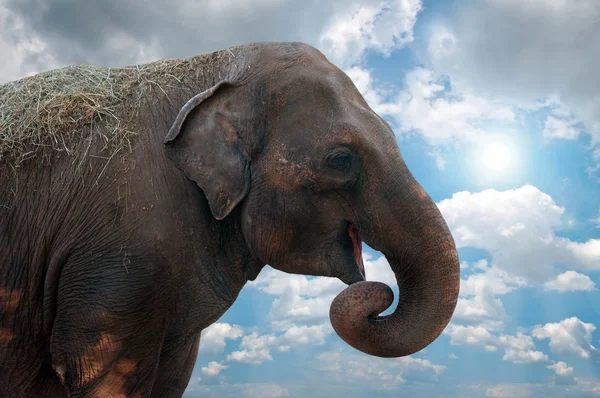 Голова слона — стоковое фото
