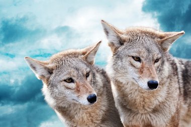 Coyote pair clipart