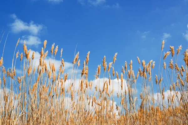 Schilfrohr — Stockfoto