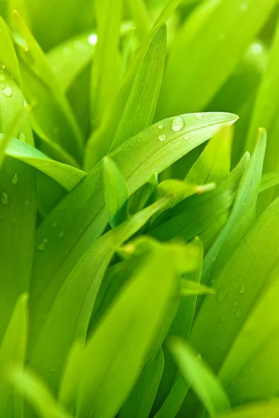 Grama primavera com gotas de água — Fotografia de Stock