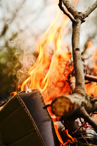 Branches burning — Stock Photo, Image