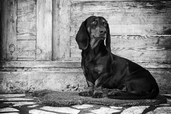 Cão macho, dachshund — Fotografia de Stock