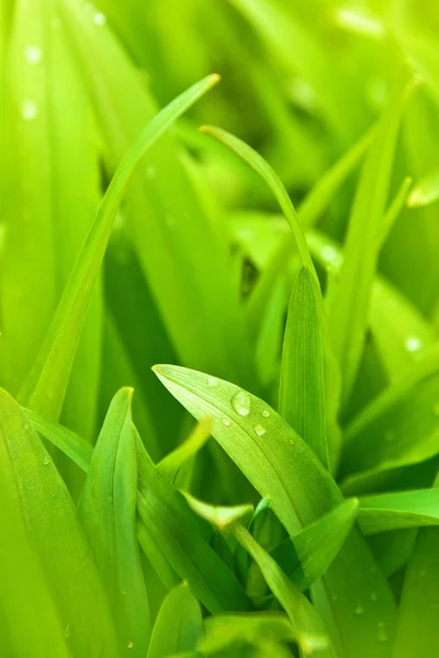 Våren gräset med vattendroppar — Stockfoto