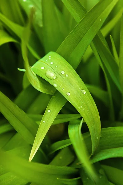 Grama primavera com gotas de água — Fotografia de Stock