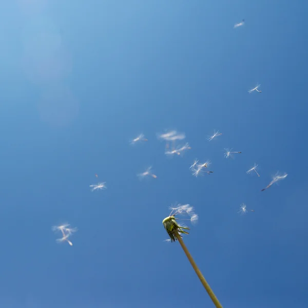 Şişirme Dandelion — Stok fotoğraf