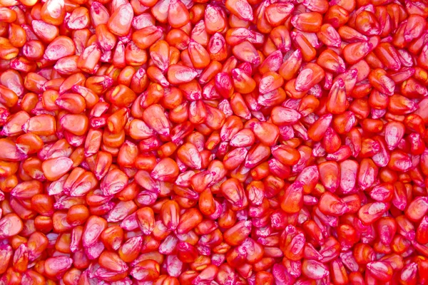 Ziarno kukurydzy czerwony — Zdjęcie stockowe