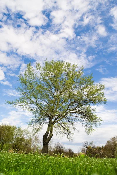 Tree in park Royalty Free Stock Photos