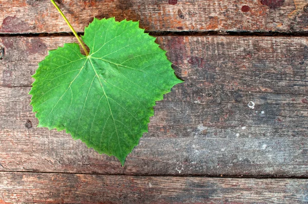 Weinblatt — Stockfoto