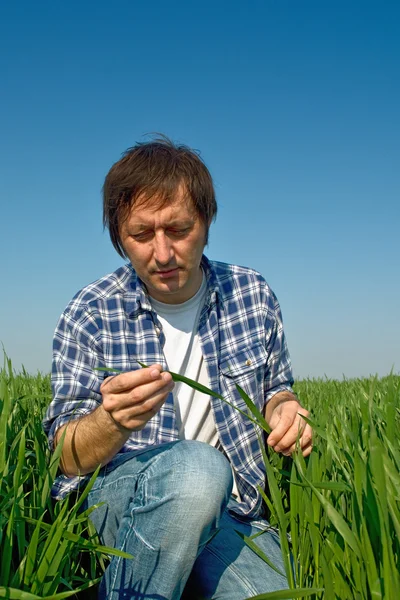 Man in tarweveld — Stockfoto