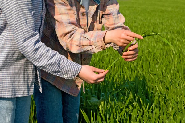 Women in wheat field — Stock Photo, Image