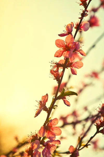 Broskvový květ — Stock fotografie
