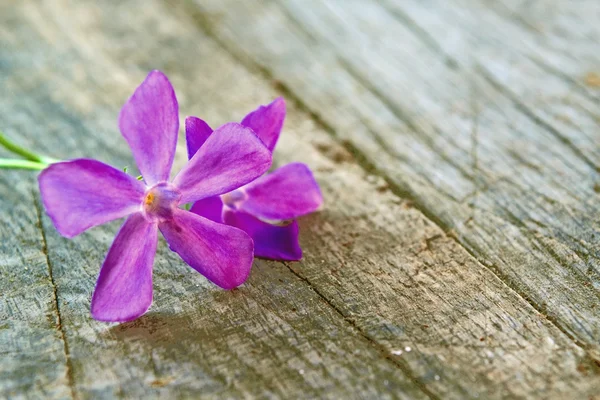 Fialová jarní květina — Stock fotografie