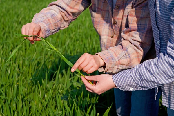 Donne nel campo di grano — Foto Stock